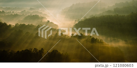 Aerial view of light rays through trees in the morning, golden tones. 121080603