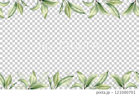 Branch of citrus tree with leaves in watercolor on seamless banner isolated. Grapefruit tree greenery sprigs hand drawn on repeating border. Foliage texture for wedding invitation, packaging, label. 121080701