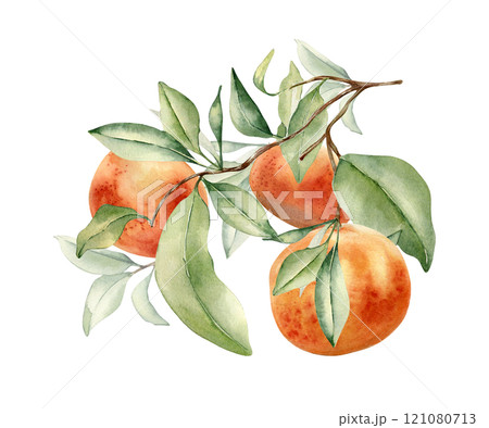 Grapefruit tree leafy sprig watercolor illustration isolated. Branch of Citrus fruit hand drawn. Botanical art various leaves of citrus paradisi. Orange fruit stem painted . Red ripe fruit cluster. 121080713