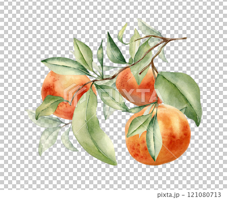 Grapefruit tree leafy sprig watercolor illustration isolated. Branch of Citrus fruit hand drawn. Botanical art various leaves of citrus paradisi. Orange fruit stem painted . Red ripe fruit cluster. 121080713