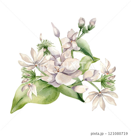 Watercolor jasmine flowers illustration isolated on white. Floral composition in pale pink tones in botanical style hand drawn. Bloom of jasmine on leaves painted for design label, package, wedding 121080719