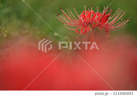 朝露を纏って輝く彼岸花　クローズアップ 121080891