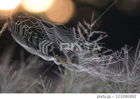 朝露が輝く野原の蜘蛛の巣 121080892