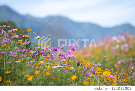 花 121081008