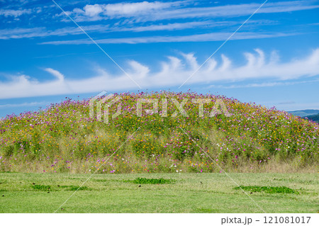 花 花 121081017
