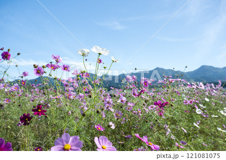 花 121081075