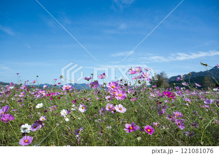 花 121081076