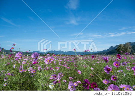 花 花 121081080