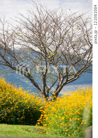 花 花 121081084