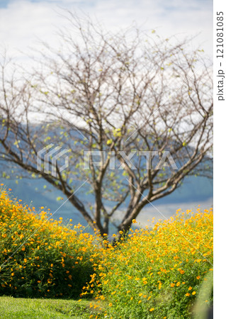 花 花 121081085