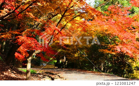 水上万寿寺の紅葉 水上万寿寺の紅葉 121081247