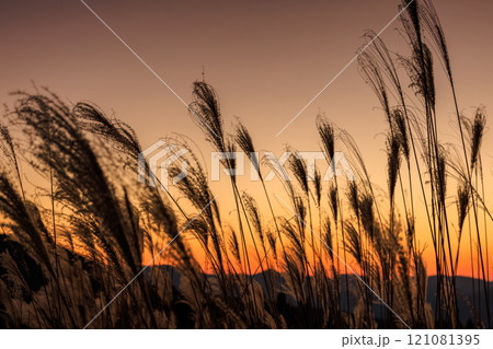 夕焼け空に照らされて美しく輝く曽爾高原のすすき 黄金色に輝く背景の空とシルエットになったすすき① 夕焼け空に照らされて美しく輝く曽爾高原のすすき 黄金色に輝く背景の空とシルエットになったすすき① 121081395