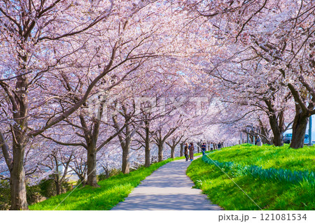 大河津分水桜並木 大河津分水桜並木 121081534