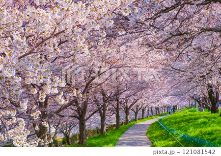 大河津分水桜並木 121081542