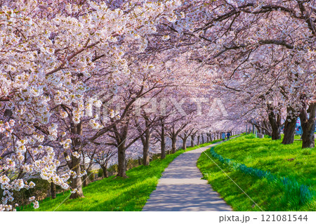 大河津分水桜並木 121081544