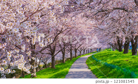 大河津分水桜並木 大河津分水桜並木 121081545