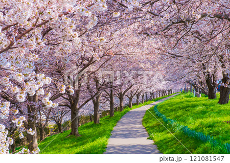 大河津分水桜並木 121081547