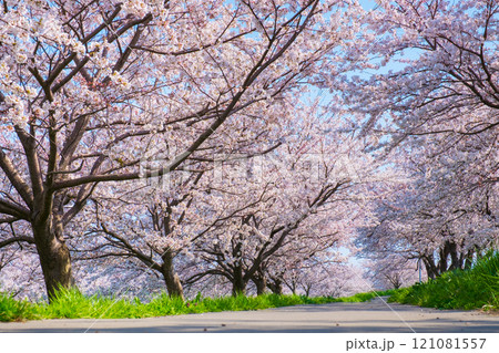 大河津分水桜並木 大河津分水桜並木 121081557