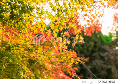 金蔵院の紅葉(栃木県佐野市) 金蔵院の紅葉(栃木県佐野市) 121081638
