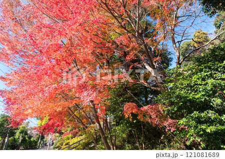 深大寺参道の紅葉 冬晴れの青空 東京都調布市深大寺元町 深大寺参道の紅葉 冬晴れの青空 東京都調布市深大寺元町 121081689