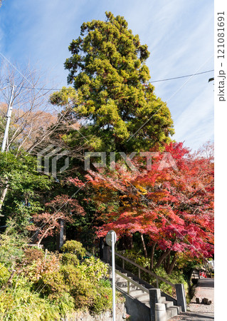 深大寺参道の美しい紅葉 冬晴れの青空 東京都調布市深大寺元町 深大寺参道の美しい紅葉 冬晴れの青空 東京都調布市深大寺元町 121081691