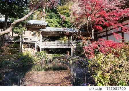 深大寺本堂の横の池　冬晴れの青空と紅葉　東京都調布市深大寺元町 121081700
