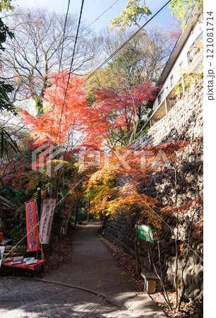 深大寺　一福茶屋の横の参道　冬晴れの青空と紅葉　東京都調布市深大寺元町 121081714