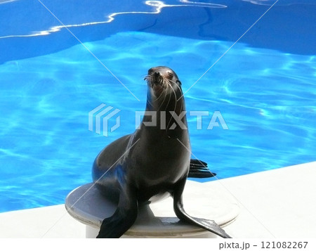 アシカショー 121082267