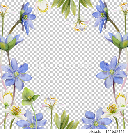 Spring ephemera flowers, white forest anemone primrose bloodroot, blue hepatica forget-me-not flax, grass, hand drawn in watercolor. Border frame illustration, for wedding, florist shop, stationery Spring ephemera flowers, white forest anemone primrose bloodroot, blue hepatica forget-me-not flax, grass, hand drawn in watercolor. Border frame illustration, for wedding, florist shop, stationery 121082531