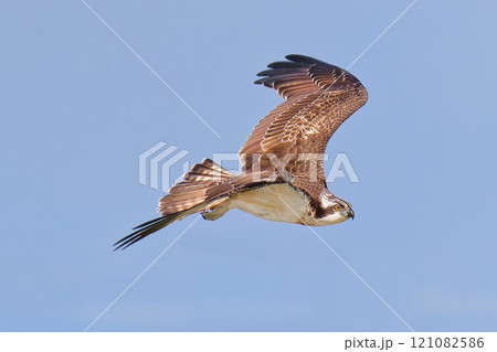 青空バックで加速するミサゴ若鳥 青空バックで加速するミサゴ若鳥 121082586
