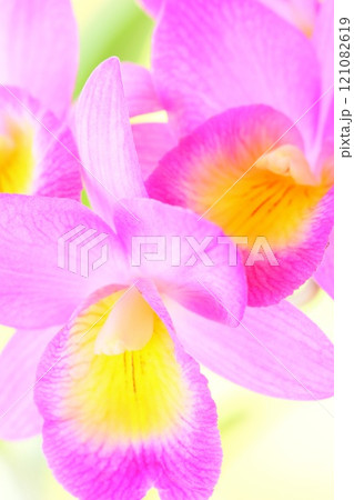 ミニカトレア ピンク色の花 明るい背景 ワイノットウォーク ミニカトレア ピンク色の花 明るい背景 ワイノットウォーク 121082619