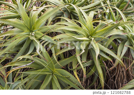 View with cactus. Detail view of the cardon cactus with green and torqouise colors. Peaceful nature. Peyote cactus cochineal fig cocheneel fig blad apple cactus hedge hog thistle torch thistle 121082788