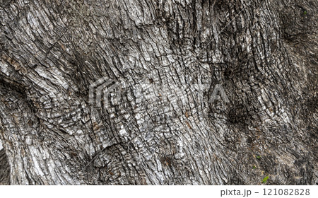 Olive tree bark pinaster trunk symbol. Texture made of olive tree bark . Beautiful olive tree bark trunk background. Greece, Conceptual image. Peaceful nature. 121082828