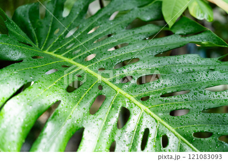 A large, green palm leaf covered in droplets, nestled among dense tropical foliage. 121083093