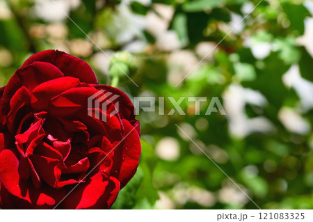 Nice red summer rose of the black magic in green garden 121083325