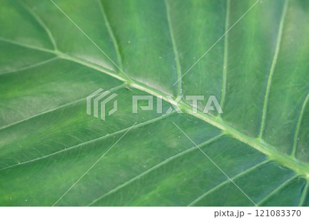 モンステラ 木の葉 葉 121083370
