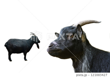 portrait black goat isolated on white background portrait black goat isolated on white background 121083427