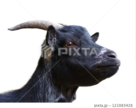 portrait black goat isolated on white background portrait black goat isolated on white background 121083428