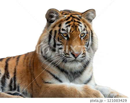 Tiger portrait isolated on white background Tiger portrait isolated on white background 121083429