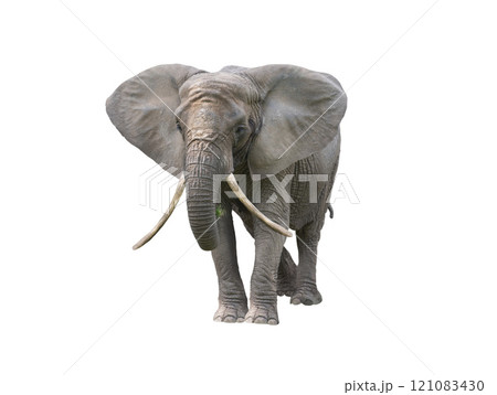 African elephant isolated on white background 121083430
