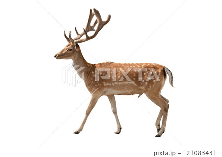 male european fallow deer isolated on white background male european fallow deer isolated on white background 121083431
