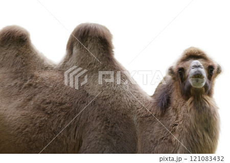 camel isolated on white background 121083432