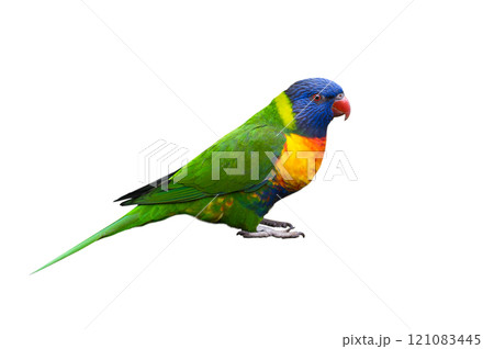 Rainbow lorikeet (trichoglossus haematodus) isolated on white background Rainbow lorikeet (trichoglossus haematodus) isolated on white background 121083445