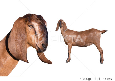 portrait goat isolated on white background 121083465