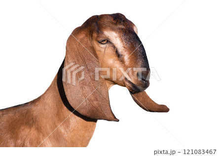 portrait goat isolated on white background 121083467