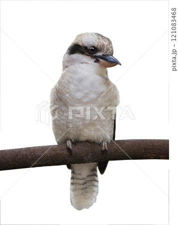 Kookaburra isolated on white background 121083468
