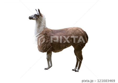 Llama isolated on white background Happy Monday 121083469