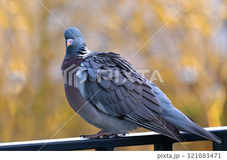 sitting forest pigeon on the balcony of a house sitting forest pigeon on the balcony of a house 121083471