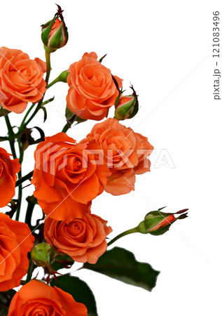 Orange roses Orange roses 121083496