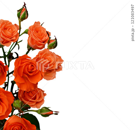 Orange roses Orange roses 121083497